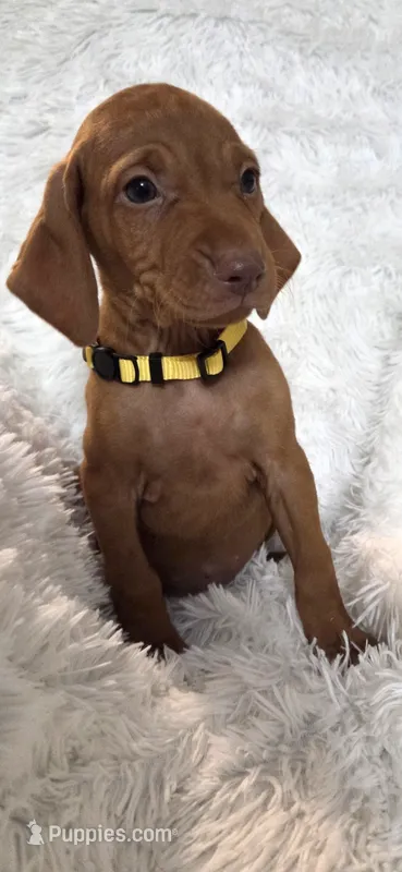Female #3 – Vizsla puppy for sale in Roanoke, VA
