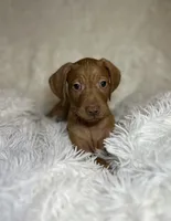 Max , a male Vizsla for sale in Roanoke, VA – 2 of 7