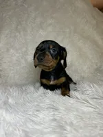 Little Bear, a male Miniature Dachshund for sale in Roanoke, VA – 3 of 9