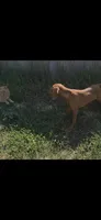Female #1, a female Vizsla for sale in Roanoke, VA – 5 of 5