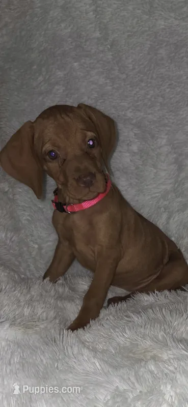 Sweet pea  – Vizsla puppy for sale in Roanoke, VA
