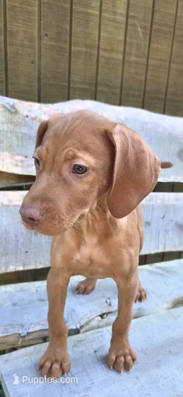 Max  – Vizsla puppy for sale in Roanoke, VA