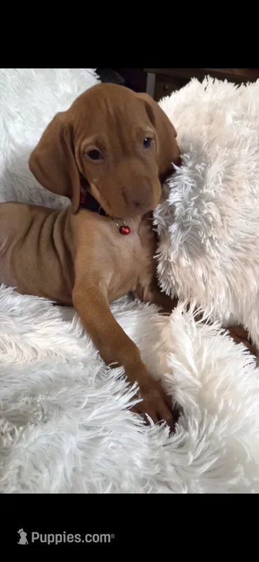 Female #1 – Vizsla puppy for sale in Roanoke, VA