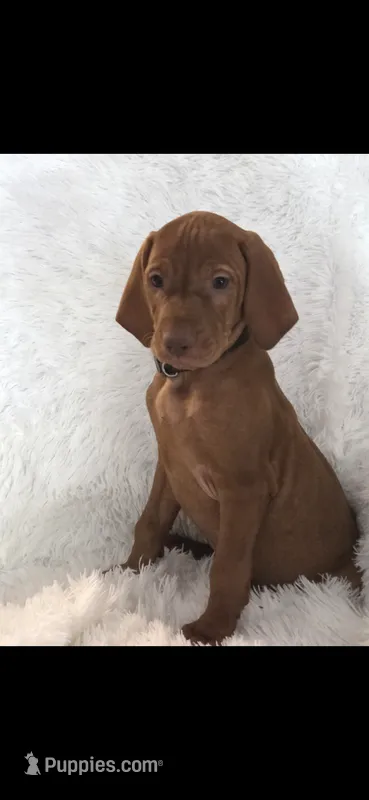 Black collar  – Vizsla puppy for sale in Roanoke, VA