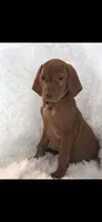 Black collar , a male Vizsla for sale in Roanoke, VA – 1 of 5