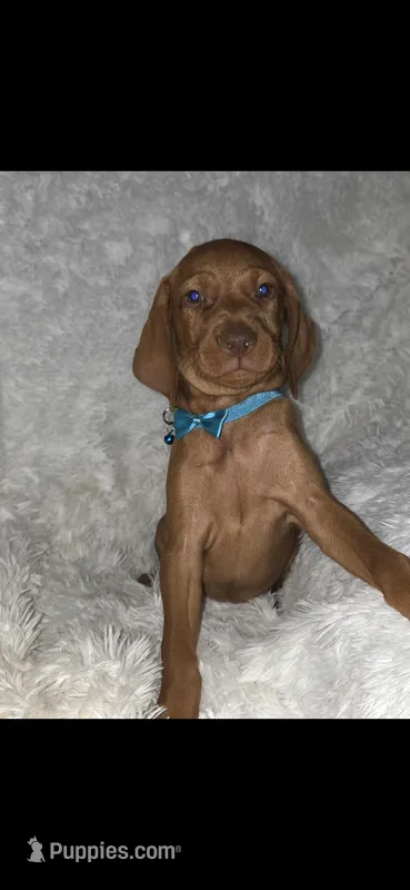 Little Harley – Vizsla puppy for sale in Roanoke, VA