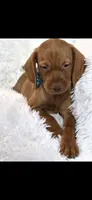 Little Harley, a male Vizsla for sale in Roanoke, VA – 3 of 9