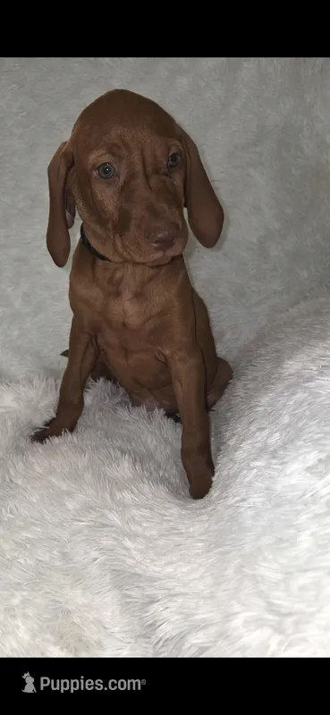 Black collar  – Vizsla puppy for sale in Roanoke, VA