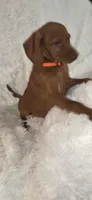 Orange collar , a female Vizsla for sale in Roanoke, VA – 7 of 8