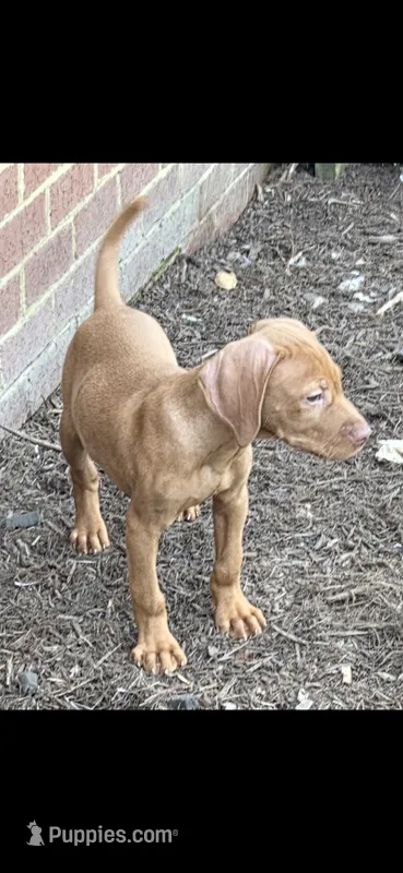Max  – Vizsla puppy for sale in Roanoke, VA