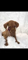 Purple collar little Georgia , a female Vizsla for sale in Roanoke, VA – 2 of 10