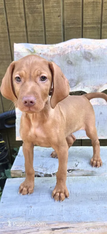 Max  – Vizsla puppy for sale in Roanoke, VA
