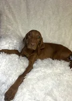 Maxine, a female Vizsla for sale in Roanoke, VA – 5 of 9