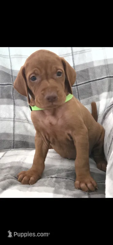Male #1 – Vizsla puppy for sale in Roanoke, VA