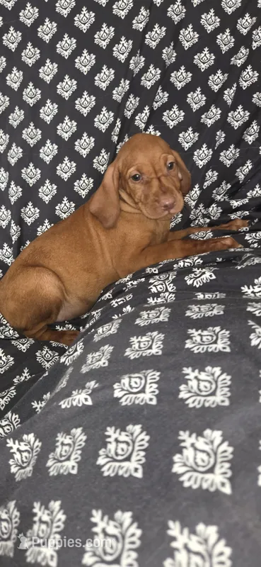 Female #2 – Vizsla puppy for sale in Roanoke, VA