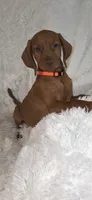 Orange collar , a female Vizsla for sale in Roanoke, VA – 8 of 8