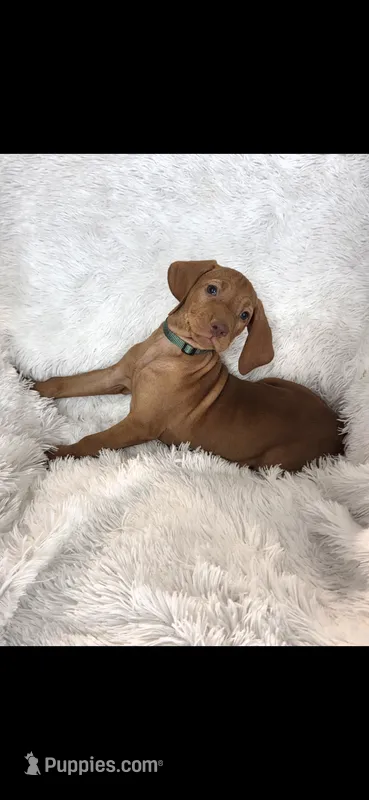 Female #2 – Vizsla puppy for sale in Roanoke, VA