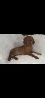 Female #2, a female Vizsla for sale in Roanoke, VA – 8 of 9