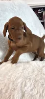 Black collar , a male Vizsla for sale in Roanoke, VA – 4 of 5