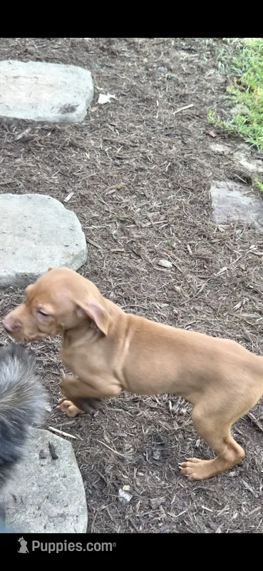 Max  – Vizsla puppy for sale in Roanoke, VA