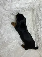 Little Bear, a male Miniature Dachshund for sale in Roanoke, VA – 9 of 9
