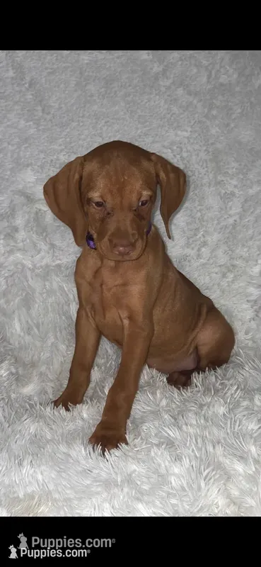 Purple collar little Georgia  – Vizsla puppy for sale in Roanoke, VA