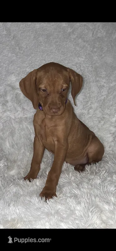 Purple collar little Georgia  – Vizsla puppy for sale in Roanoke, VA