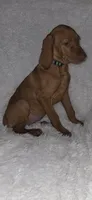 Female #2, a female Vizsla for sale in Roanoke, VA – 7 of 9