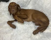 Maxine, a female Vizsla for sale in Roanoke, VA – 8 of 9