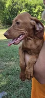 Female #1, a female Vizsla for sale in Roanoke, VA – 3 of 5