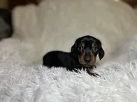 Little Bear, a male Miniature Dachshund for sale in Roanoke, VA – 4 of 9