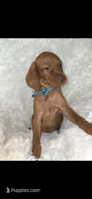 Little Harley – Vizsla puppy for sale in Roanoke, VA