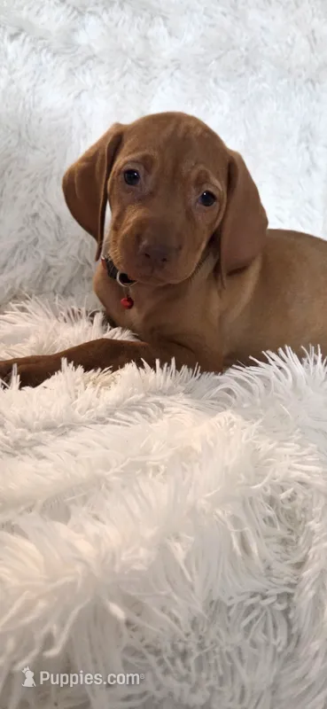 Female #1 – Vizsla puppy for sale in Roanoke, VA