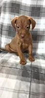 Male , a male Vizsla for sale in Roanoke, VA – 4 of 8