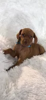 Little Harley, a male Vizsla for sale in Roanoke, VA – 9 of 9
