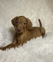 Max , a male Vizsla for sale in Roanoke, VA – 6 of 7