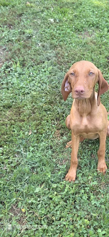 Little Ruby – Vizsla puppy for sale in Roanoke, VA