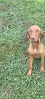 Little Ruby, a female Vizsla for sale in Roanoke, VA – 1 of 10