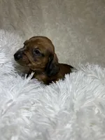 Blaze, a male Miniature Dachshund for sale in Roanoke, VA – 5 of 7