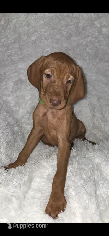 Male #1 – Vizsla puppy for sale in Roanoke, VA