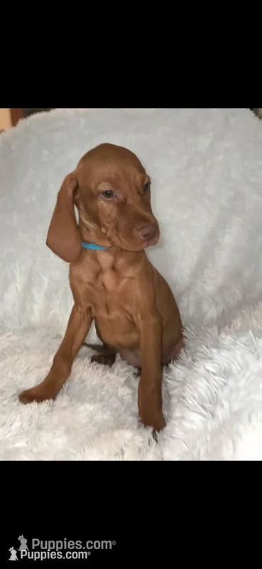 Little Harley – Vizsla puppy for sale in Roanoke, VA