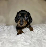 Little Bear, a male Miniature Dachshund for sale in Roanoke, VA – 2 of 9