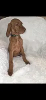 Female #2, a female Vizsla for sale in Roanoke, VA – 5 of 9