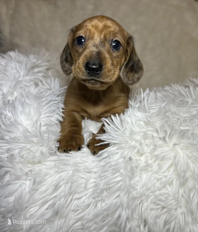 Rusty – Miniature Dachshund puppy for sale in Roanoke, VA