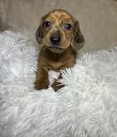 Rusty, a male Miniature Dachshund for sale in Roanoke, VA – 1 of 8
