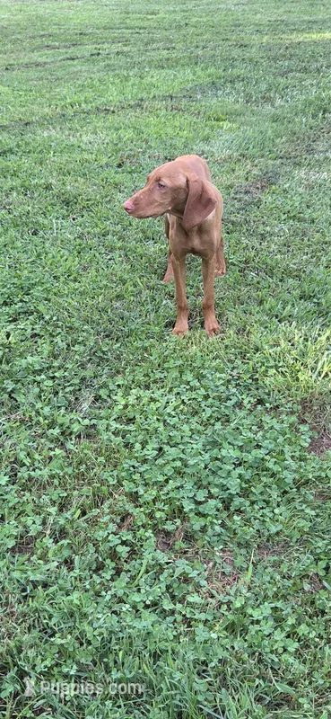 Little Ruby – Vizsla puppy for sale in Roanoke, VA