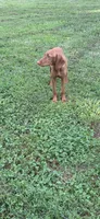 Little Ruby, a female Vizsla for sale in Roanoke, VA – 2 of 10
