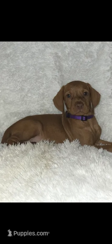 Purple collar little Georgia  – Vizsla puppy for sale in Roanoke, VA