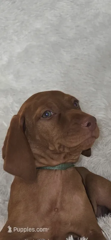 Female #2 – Vizsla puppy for sale in Roanoke, VA
