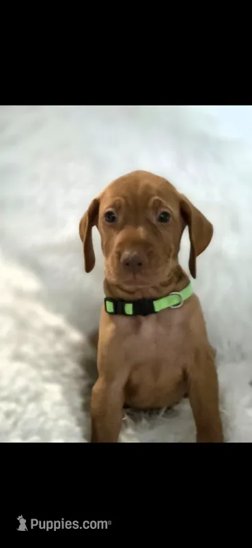 Male #1 – Vizsla puppy for sale in Roanoke, VA